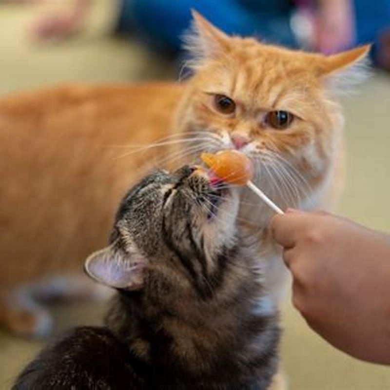 Can Cat Eat Cats DIY Seattle