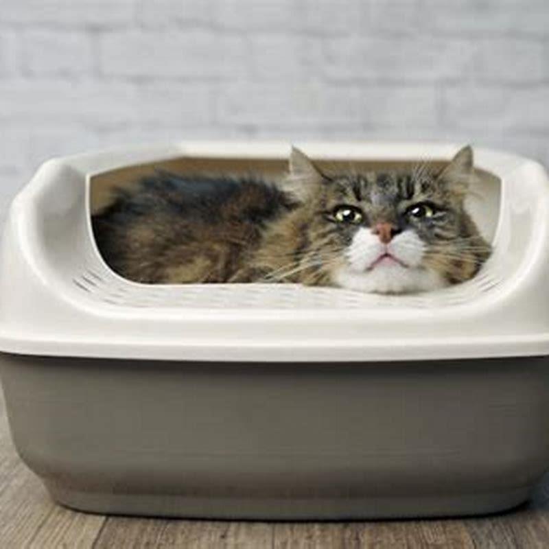 how-long-can-cats-comfortably-go-without-water