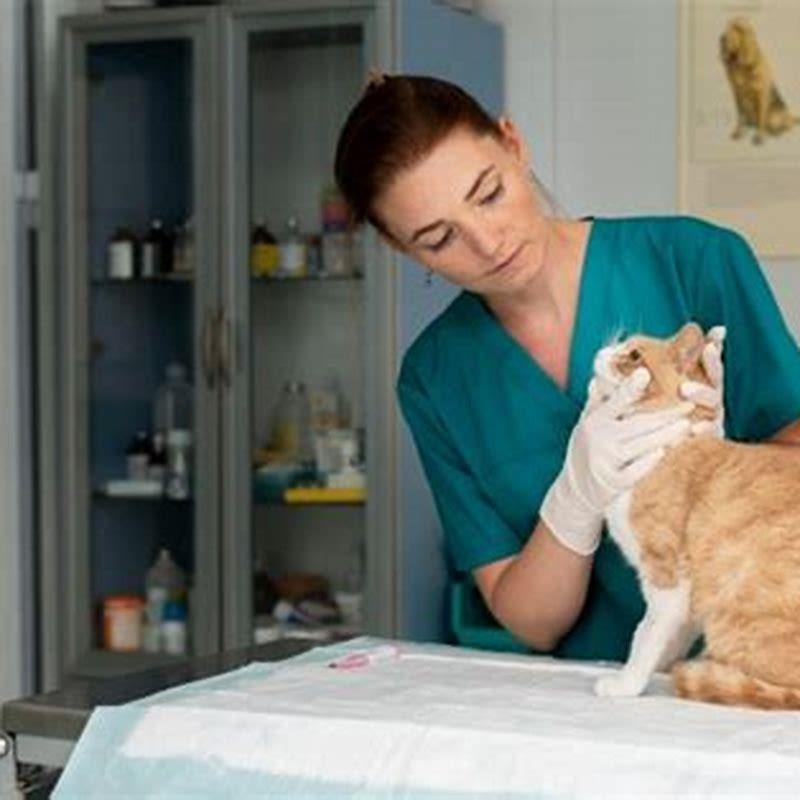 Can cat grass hurt cats? DIY Seattle