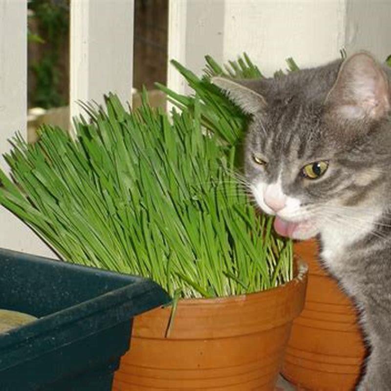 Why Do Cats Throw Up Grass