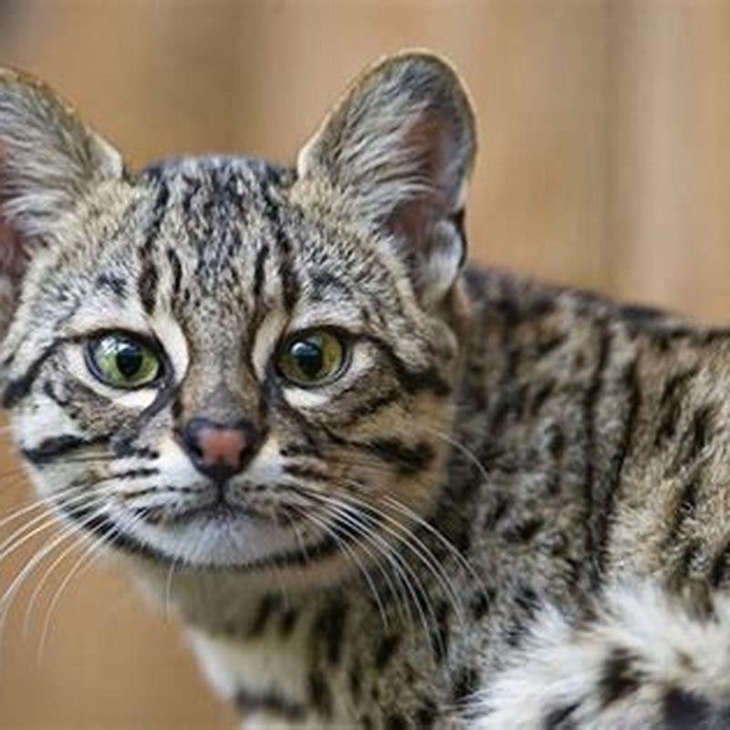 Can cats cross breed?