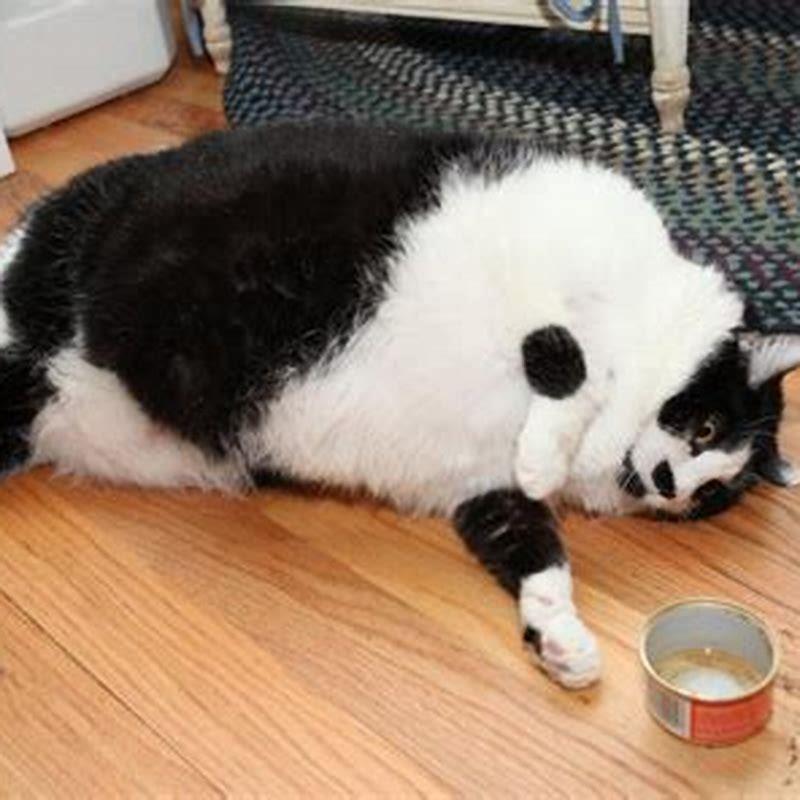 Can Cats Die From Obesity DIY Seattle can-cats-die-from-obesity-diy-seattle