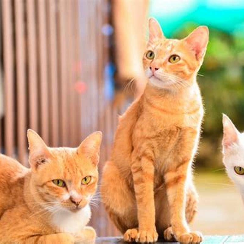 Can cats distinguish Colours?