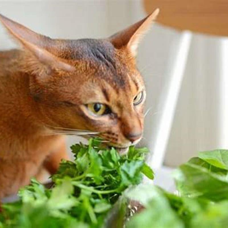 can-cats-eat-basil-diy-seattle