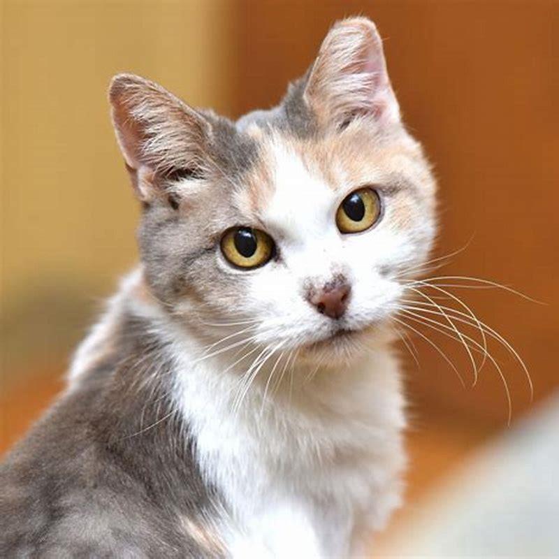 Can cats feel their shots?