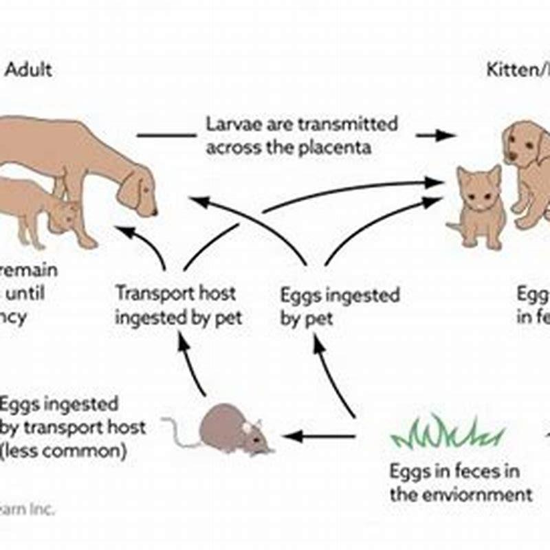 can-cats-get-parasites-from-other-cats-diy-seattle