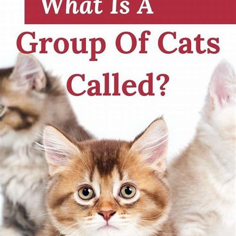 Can cats live without another cat?