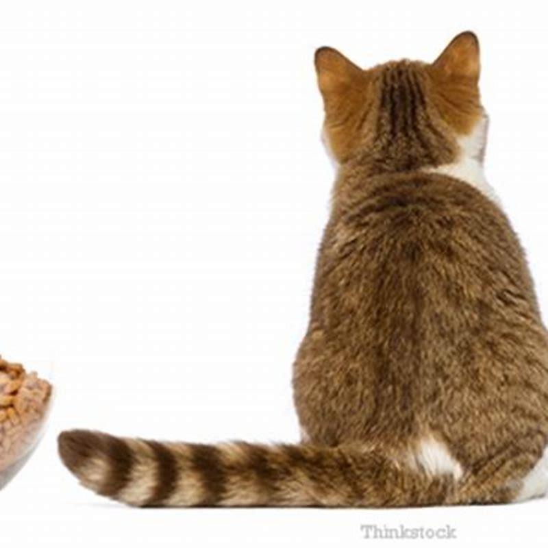 Can cats recover from lethargy?
