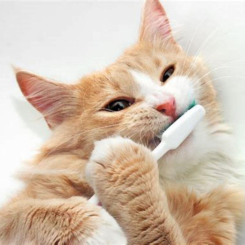 Can Cats Recover From Stomatitis DIY Seattle