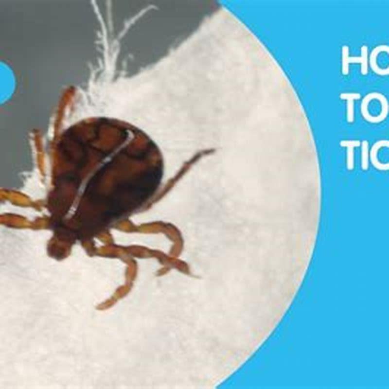 Do Ticks Spread Fast