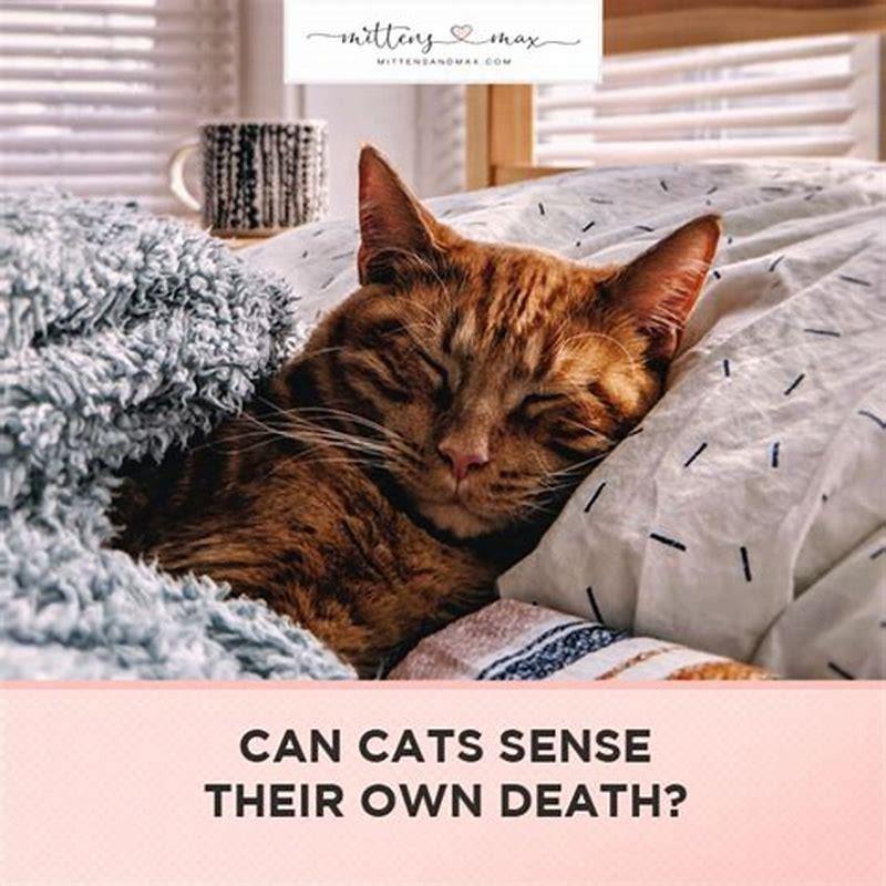 can-cats-sense-grief-diy-seattle