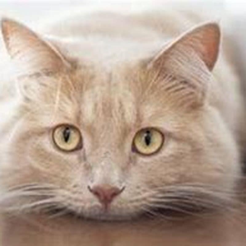 Can Cats sense when other cats die?