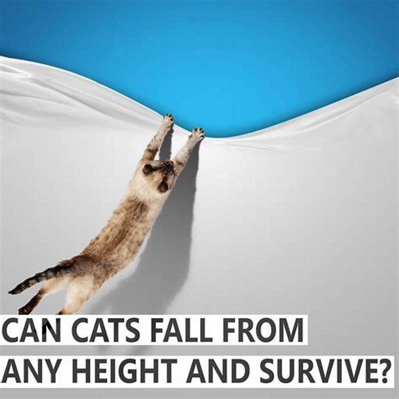 can-cats-survive-any-fall-diy-seattle