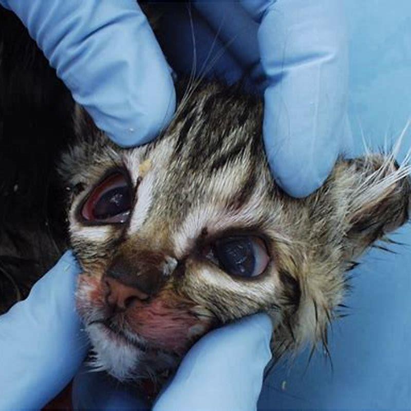 Can cats survive feline panleukopenia?