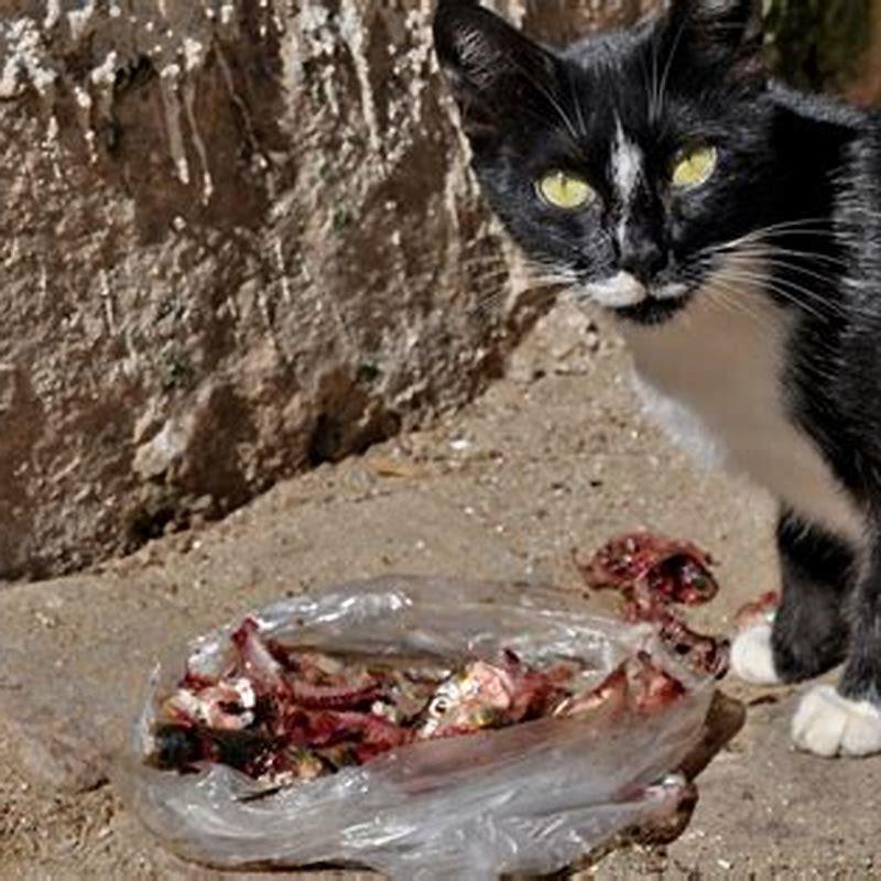 Can cats survive FLUTD?