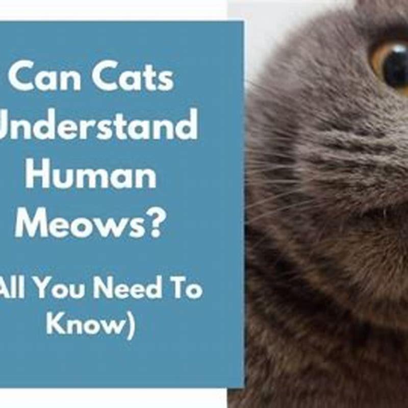 unraveling-the-mystery-why-do-cats-cry-at-night-cat-care-king