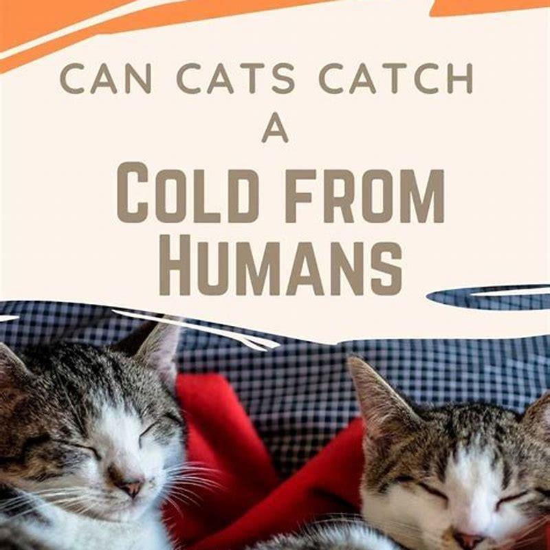 can-cold-food-make-cats-sick-diy-seattle