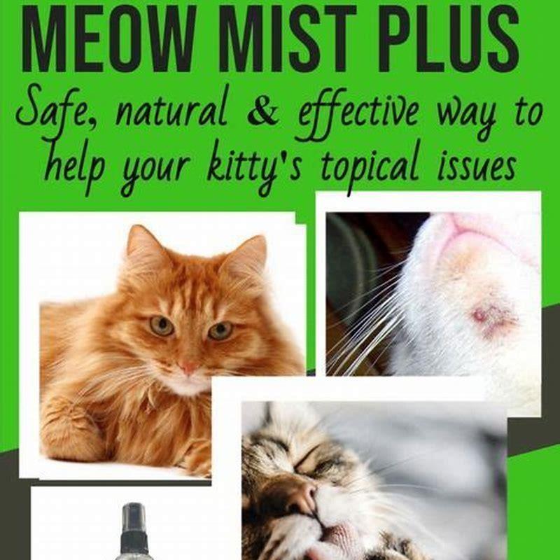 can-dermatitis-in-cats-be-cured-diy-seattle