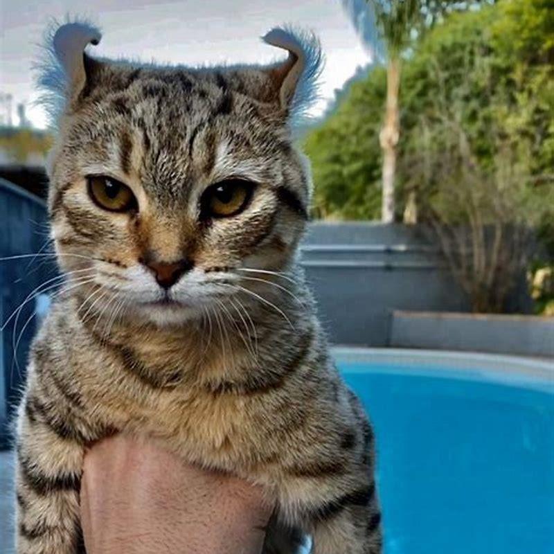 Can female cats be big?