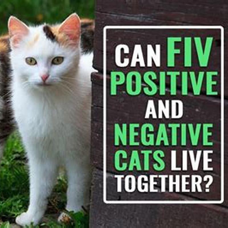 can-fiv-positive-and-negative-cats-live-together-diy-seattle