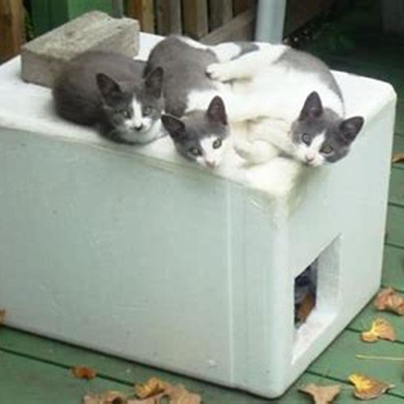 can-homeless-cats-survive-the-winter-diy-seattle