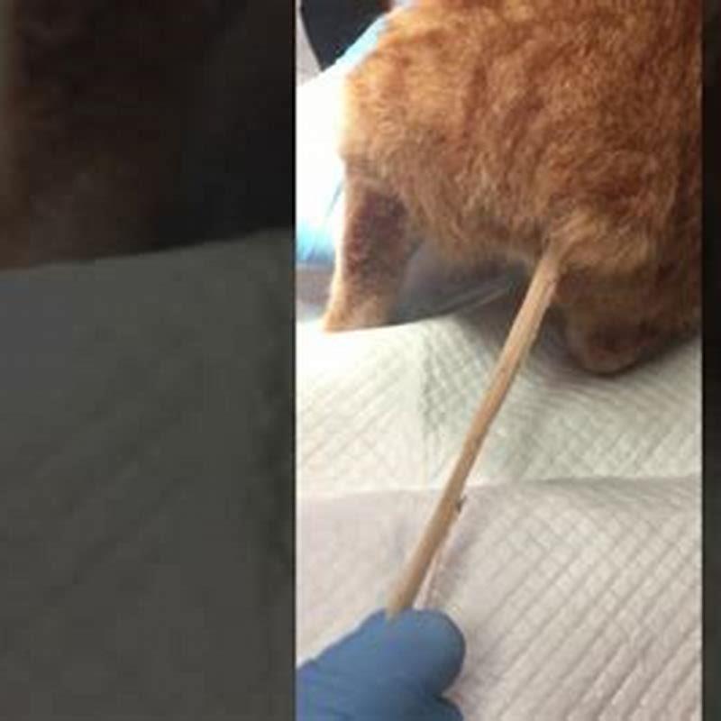 Are Cat Lung Worms Contagious To Humans