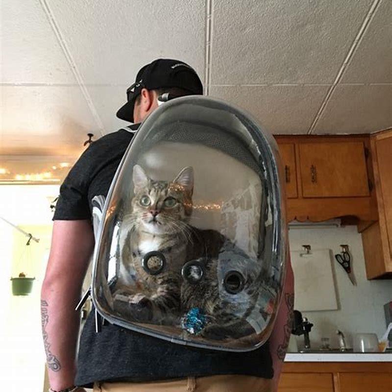 Can humans jump higher than cats?