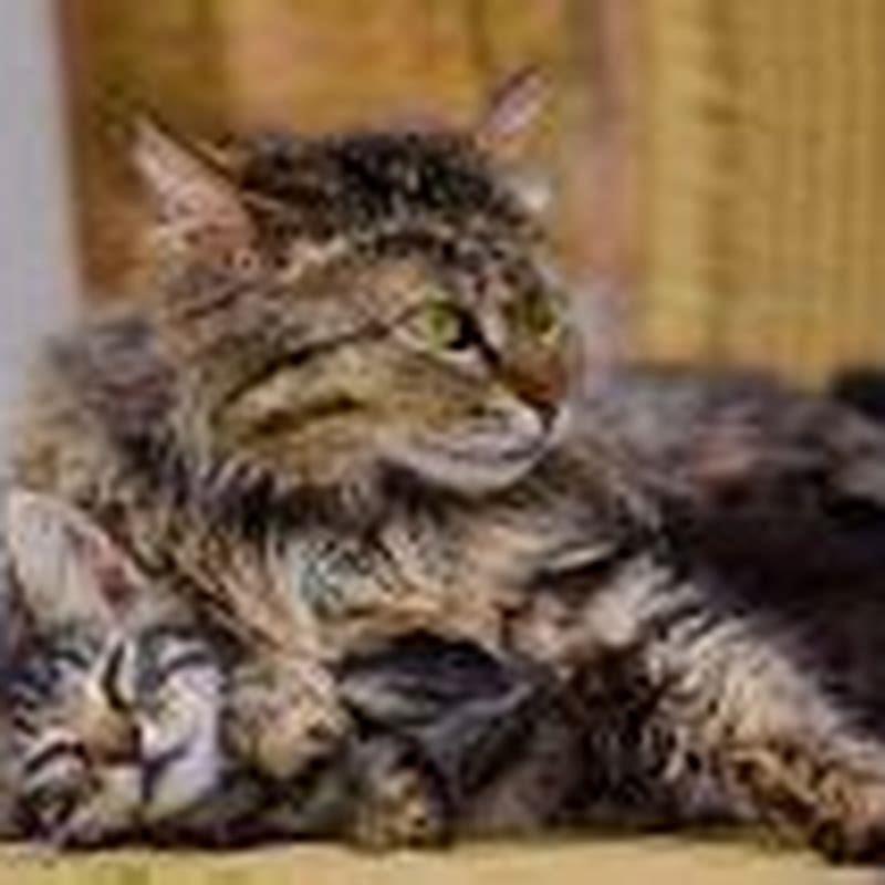 Can I deworm my cat without going to the vet?