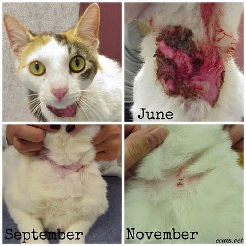 Can I eventually not be allergic to cats?