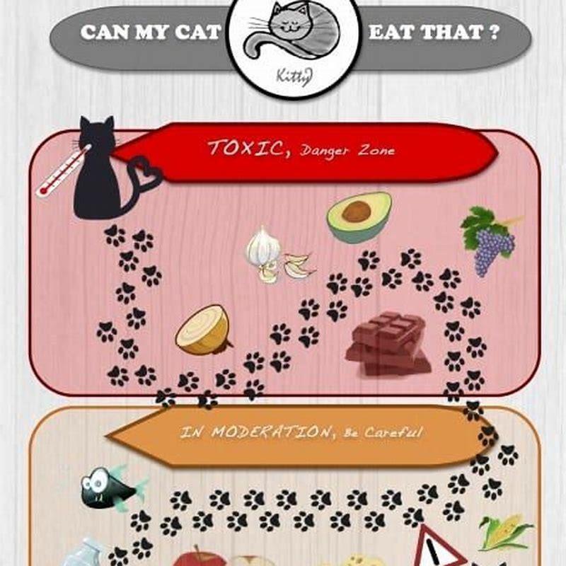 Can I feed my cat human food?