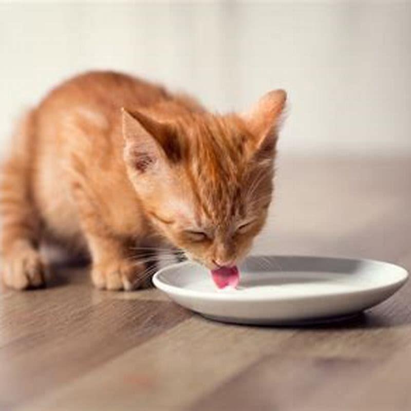 Can I Give A Cat Milk DIY Seattle