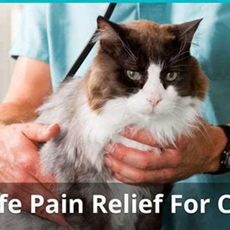 Can I give my cat aspirin?