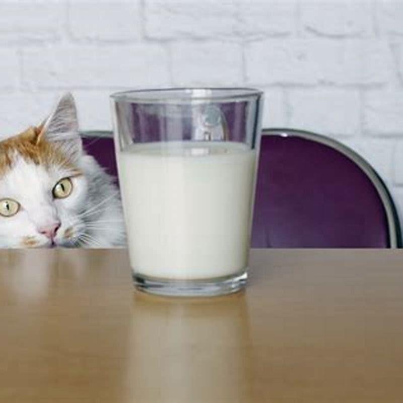 Can I give my cat milk?