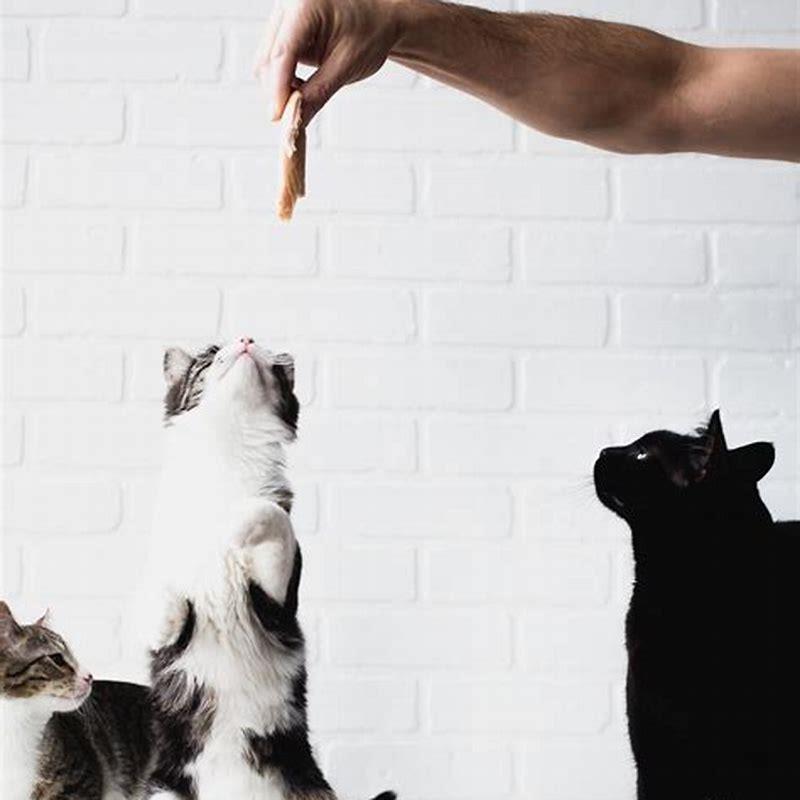 Can I give table food to my cat?