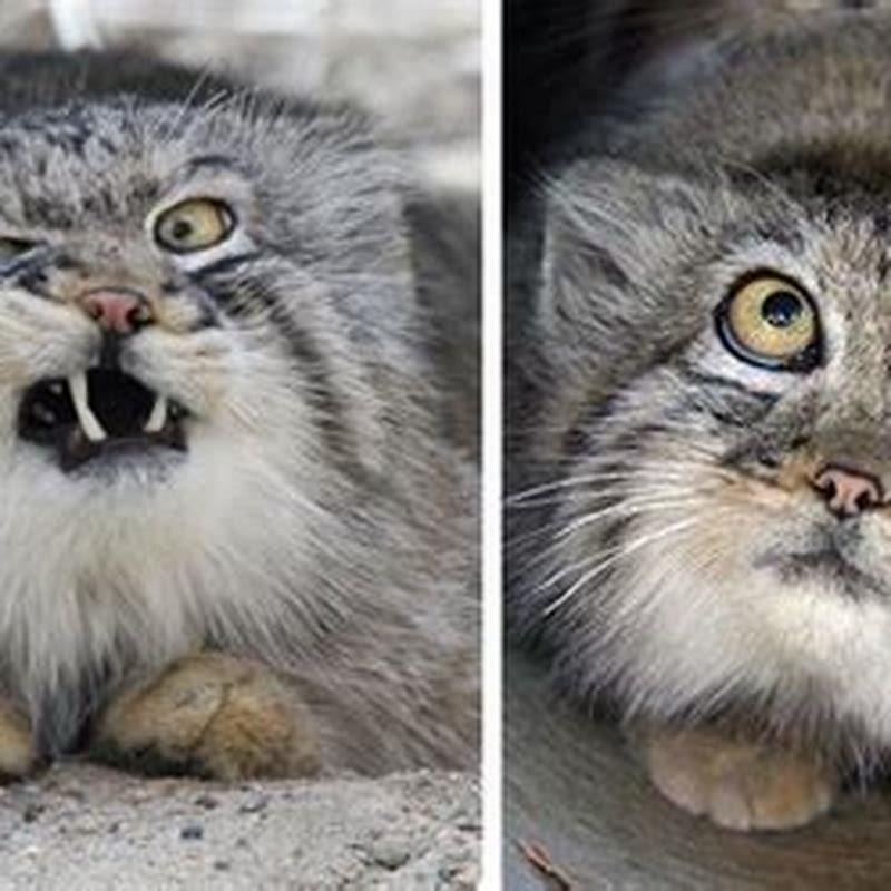 Can I have a Pallas cat as a pet?