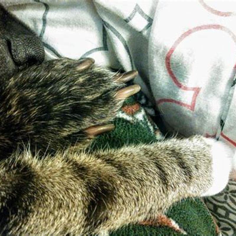 Can I pay someone to cut my cats nails?
