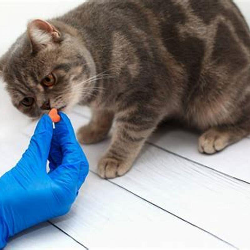Can I use amoxicillin for my cat?