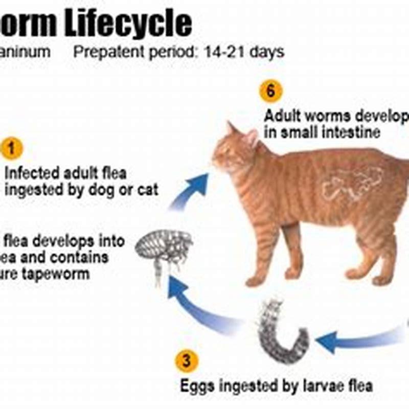 Can my cat give me tapeworms? - DIY Seattle