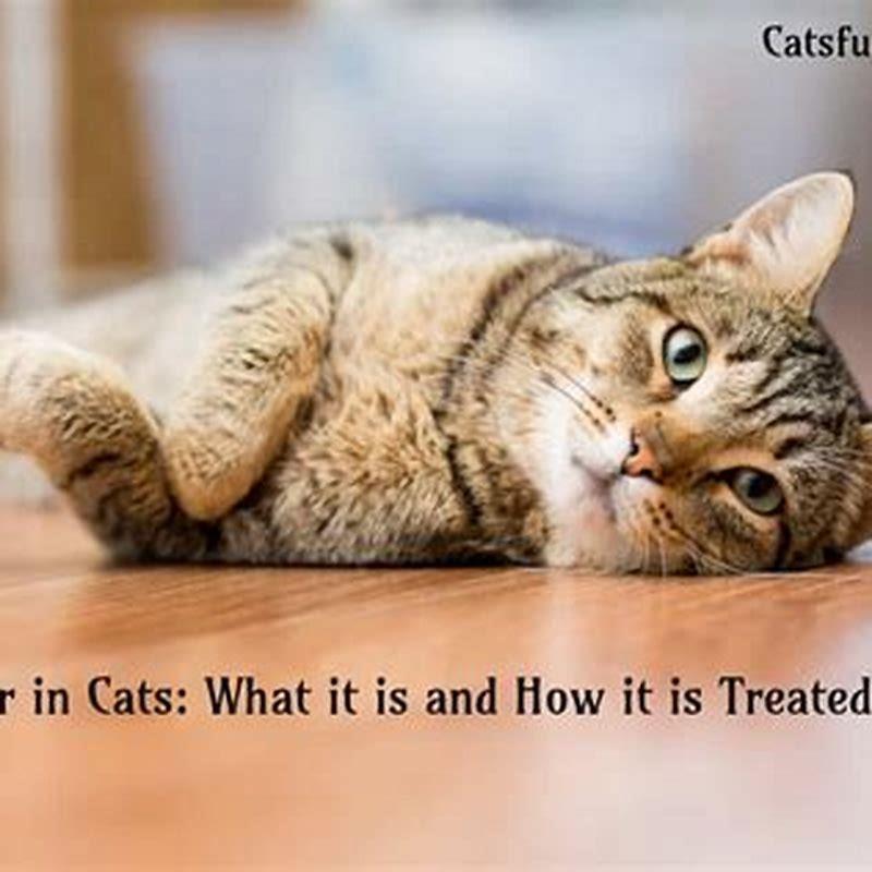 Can Parvo Be Cured In Cats DIY Seattle