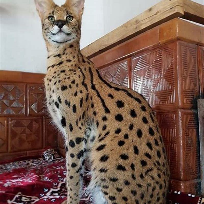 Can Savannah Cats Kill You