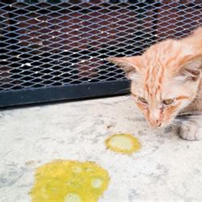 Is It Normal For A Cat To Throw Up Clear Liquid