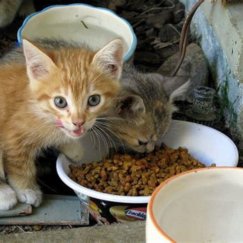 what-food-can-you-give-to-stray-cats-diy-seattle