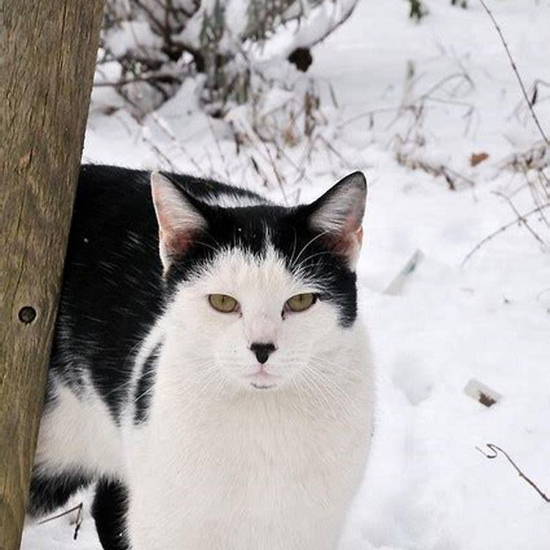 Can stray cats survive winter? - DIY Seattle