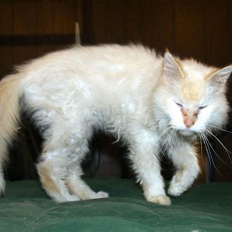 Can Stress Cause Pancreatitis In Cats DIY Seattle