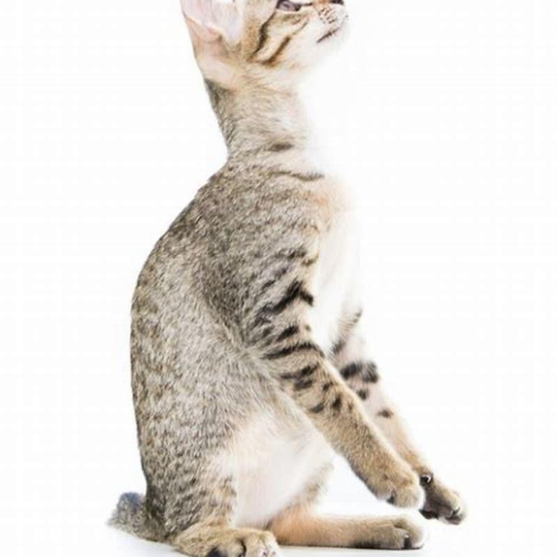 Can Toyger be left alone?