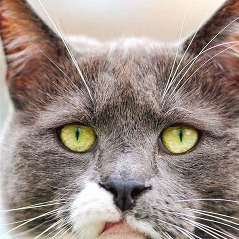 How Can I Help My Cat With Kidney Disease