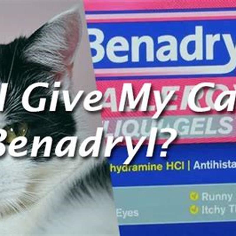 Can you give cats Benadryl to cats? DIY Seattle