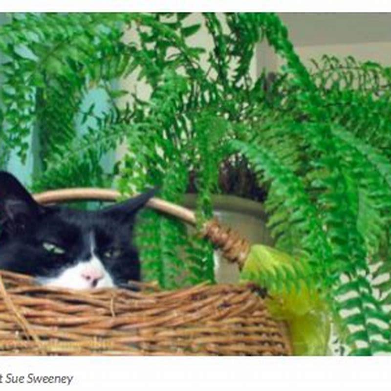 Can You Have Houseplants With Cats DIY Seattle