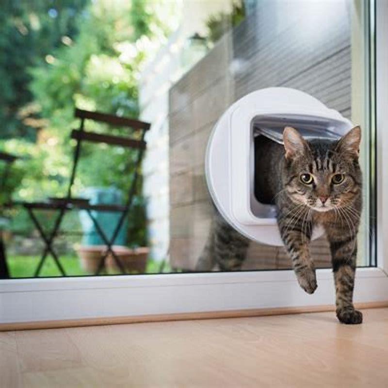 can-you-keep-a-cat-indoors-permanently-diy-seattle