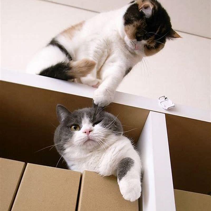 Can you make cats like each other?